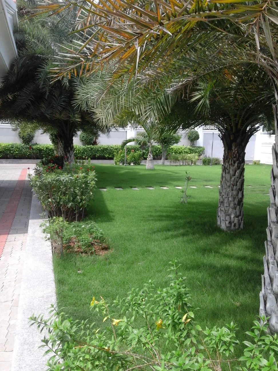 Palm Landscape Design